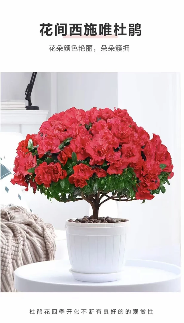 比利时四季杜鹃花室内庭院花园好养植物包邮送肥料