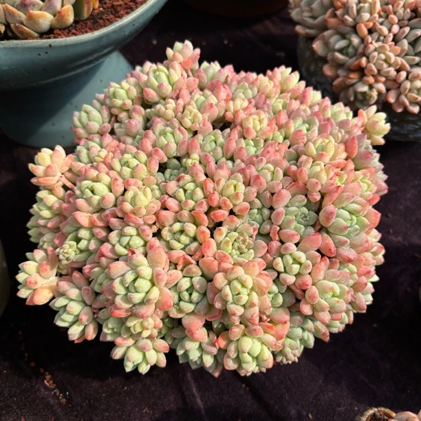 一物一拍多肉植物劳尔杂