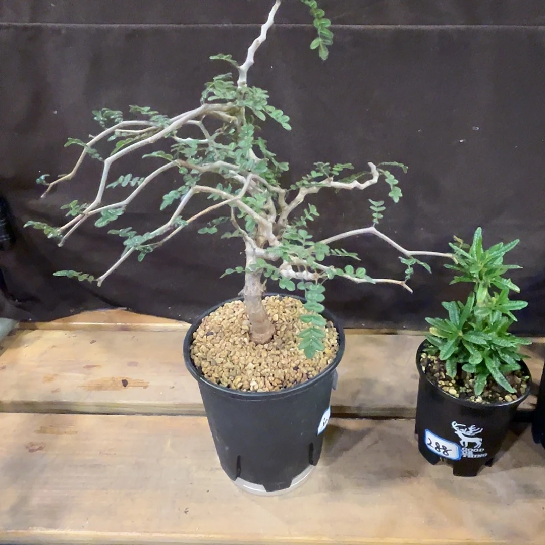 汤圆植物飘枝滔天橄榄6
