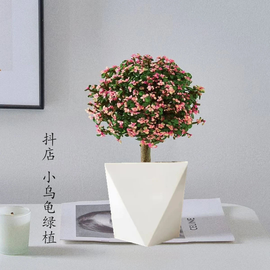 【张燕】金枝玉叶棒棒糖大老桩多肉植物防辐射吸甲醛客厅绿植花卉