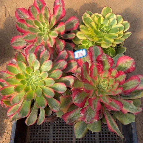 736多肉植物组合