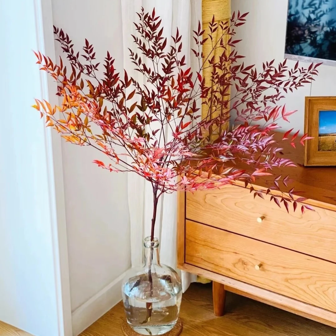 南天竹鲜花|秋意氛围花材