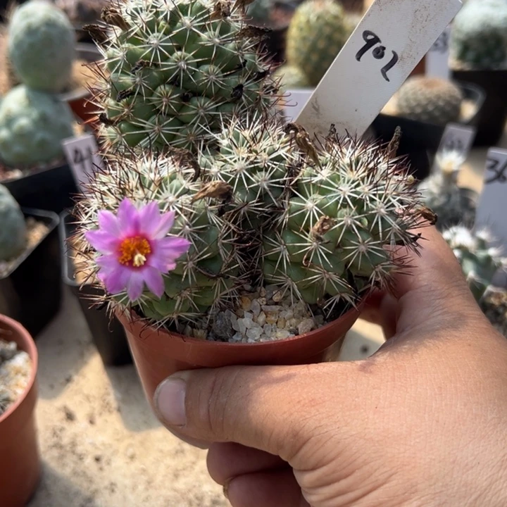 902蓬莱宫群生一颗实生