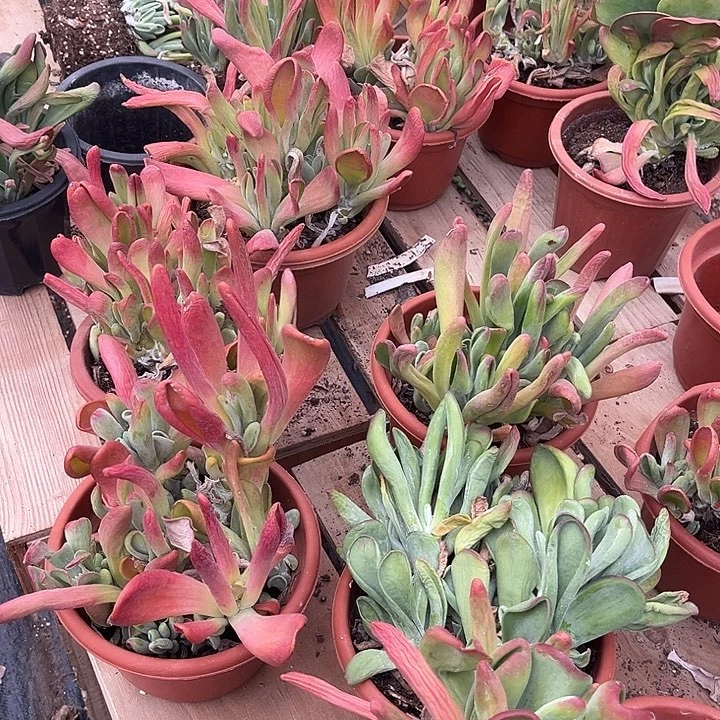 火狐狸9.99多肉植物
