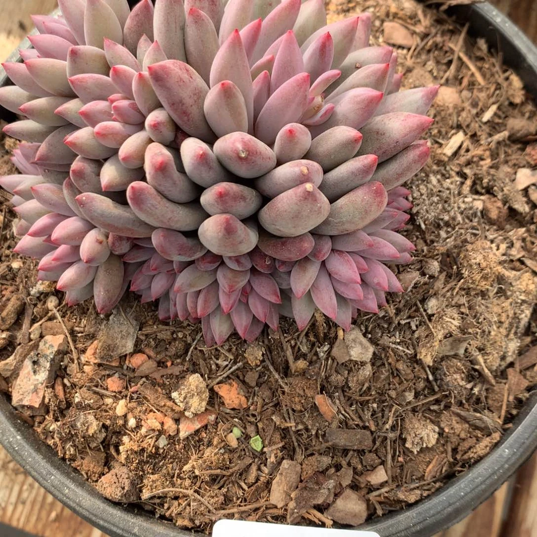 A859多肉售后范围：签收起7天内，录开箱视频