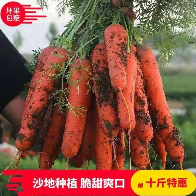 【10斤精品中果】沙地胡萝卜包邮水果蔬菜农家自种现挖带泥胡萝卜
