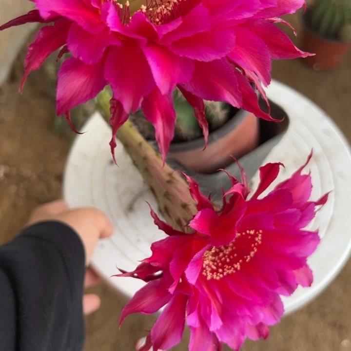 无花朵带根彩草166