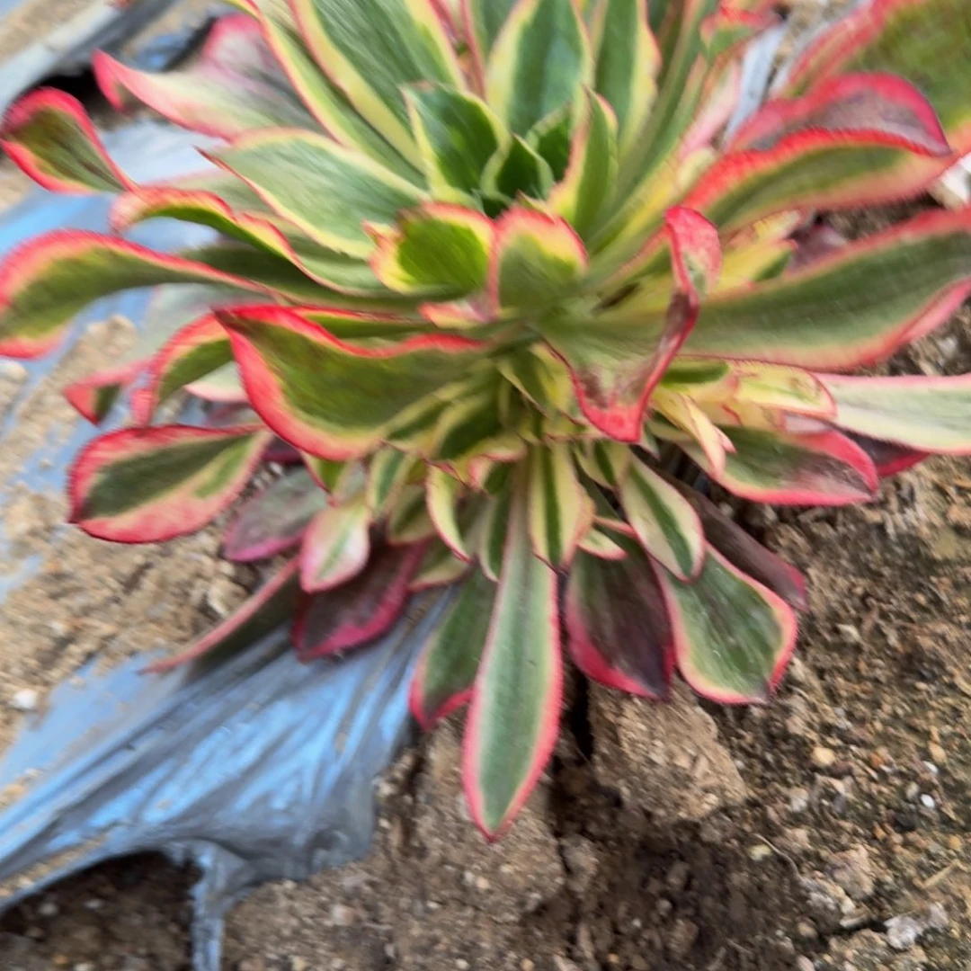 989魅影。多肉植物