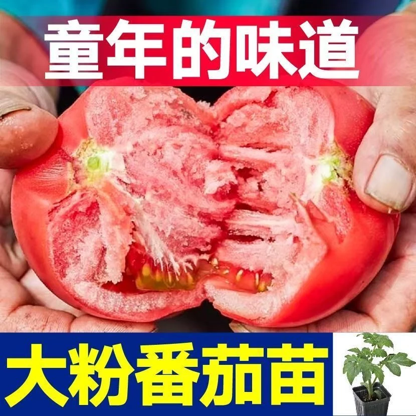高产大粉西红柿苗沙瓢大红普罗旺斯西红柿苗正品大果四季番茄耐寒