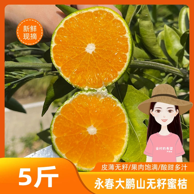省内2箱专拍 芦柑妹永春大鹏山无籽蜜桔新鲜水果皮薄汁多现摘现发