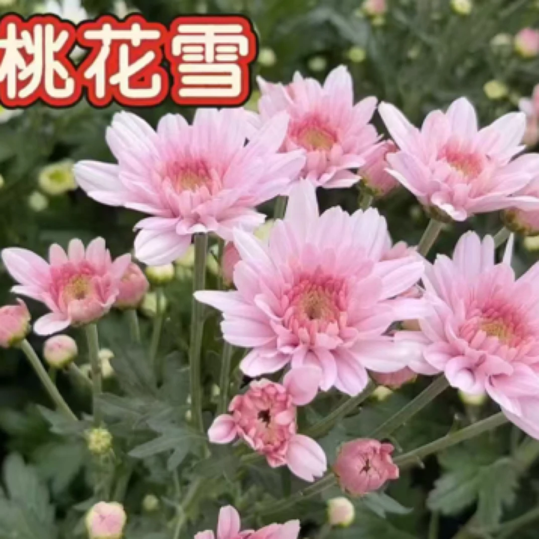 小菊基地现采现发