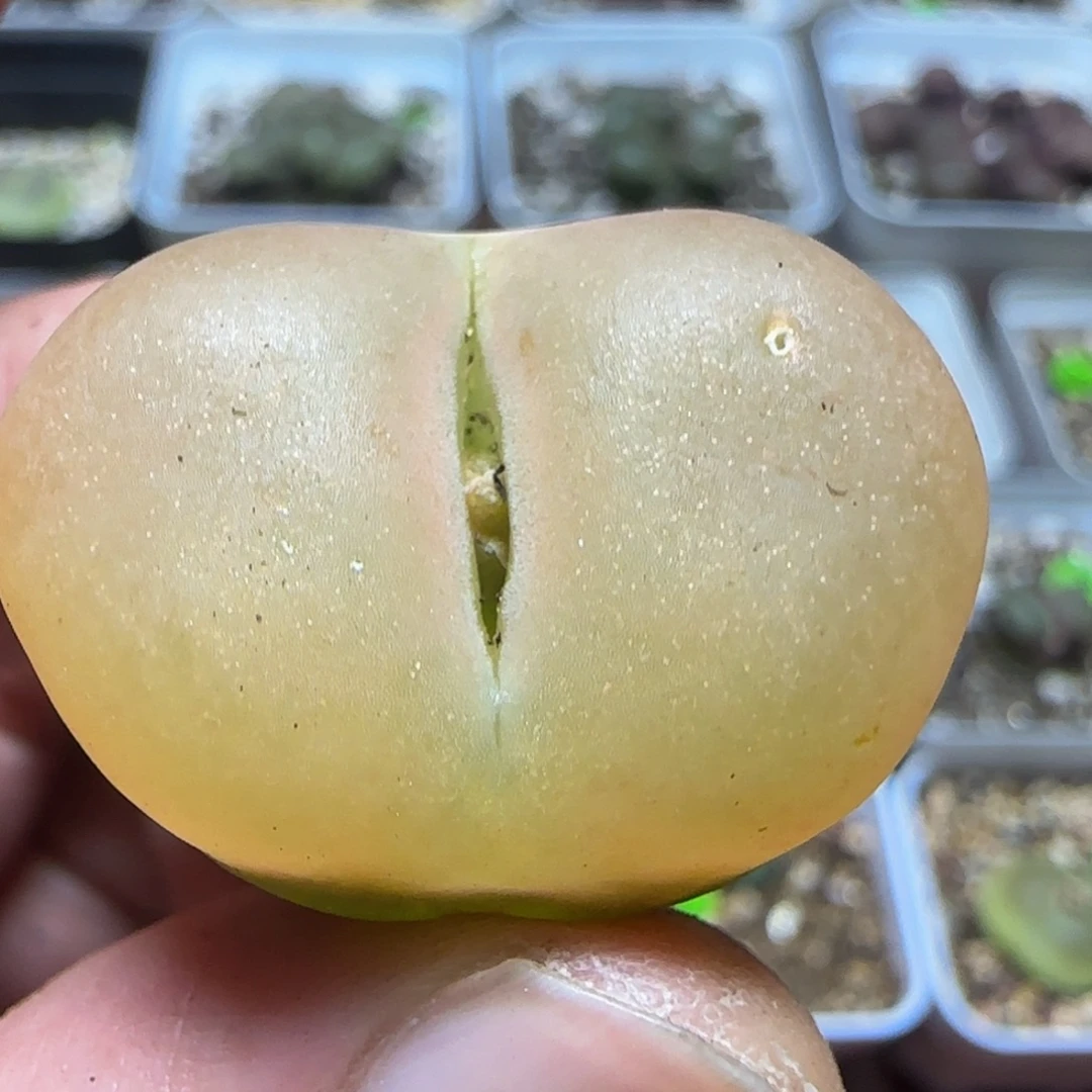 2.7漂亮多肉植物437