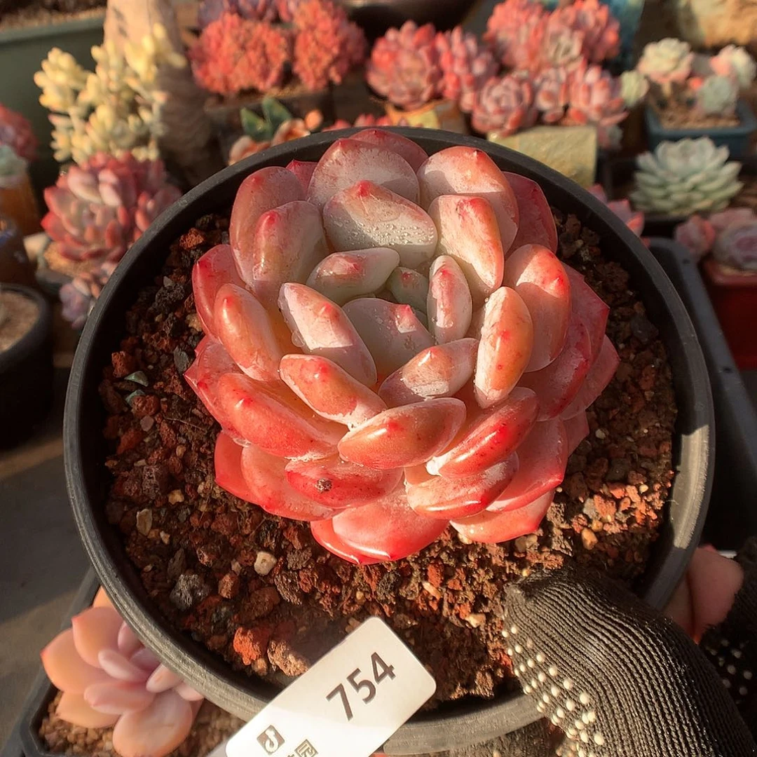 754肥橙多肉植物6666