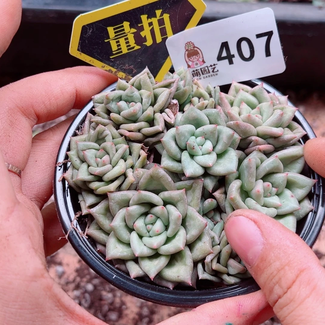 多肉植物多肉植物
