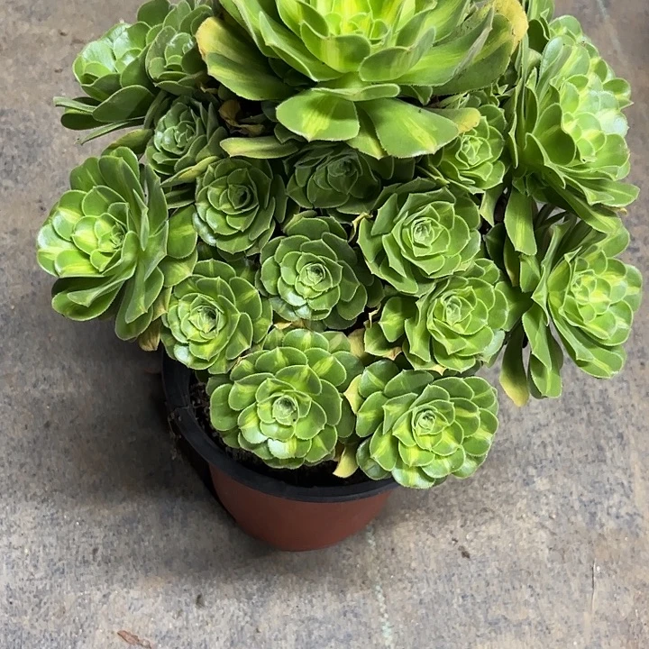 多肉植物翡翠琉璃锦……
