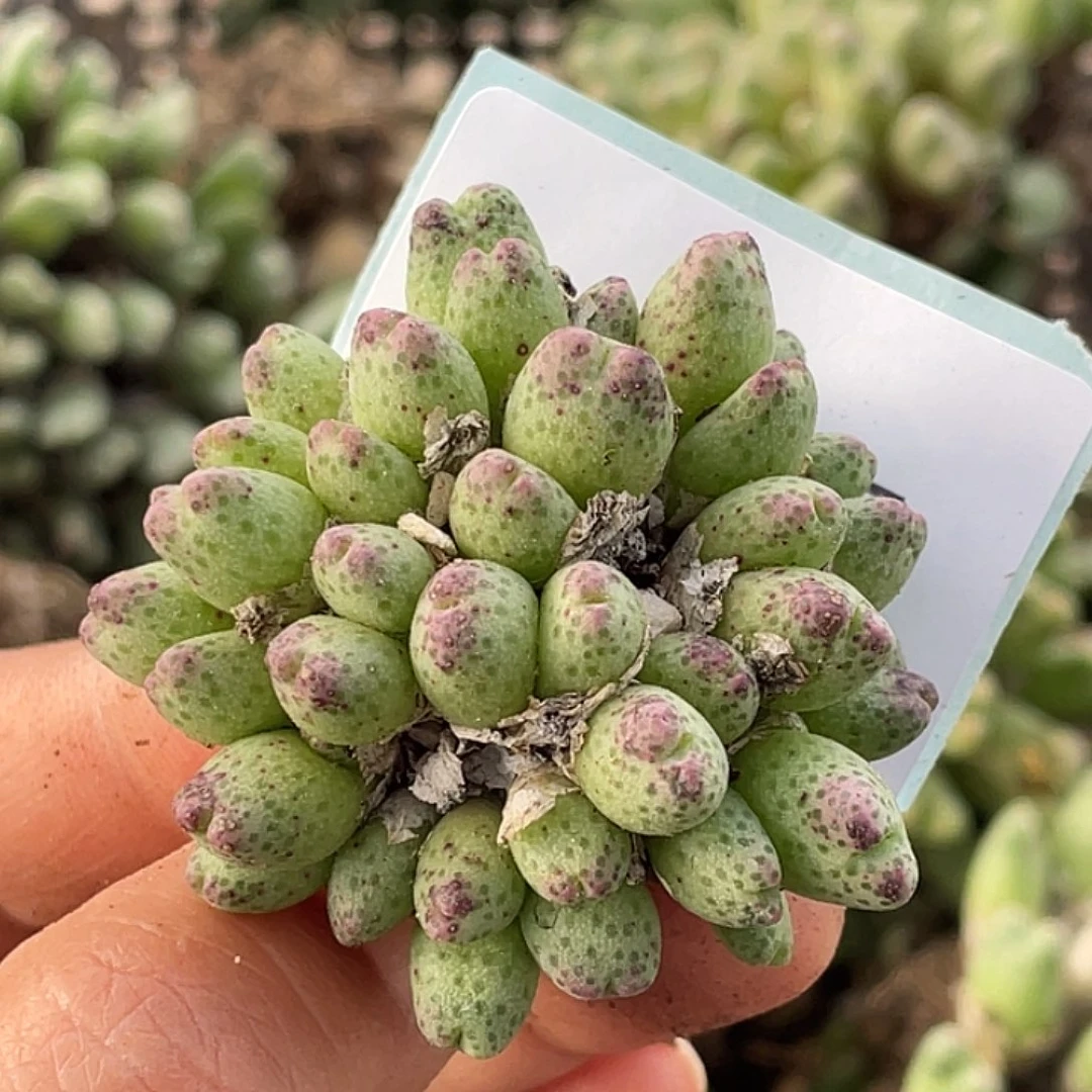 26-57草莓斑马肉锥