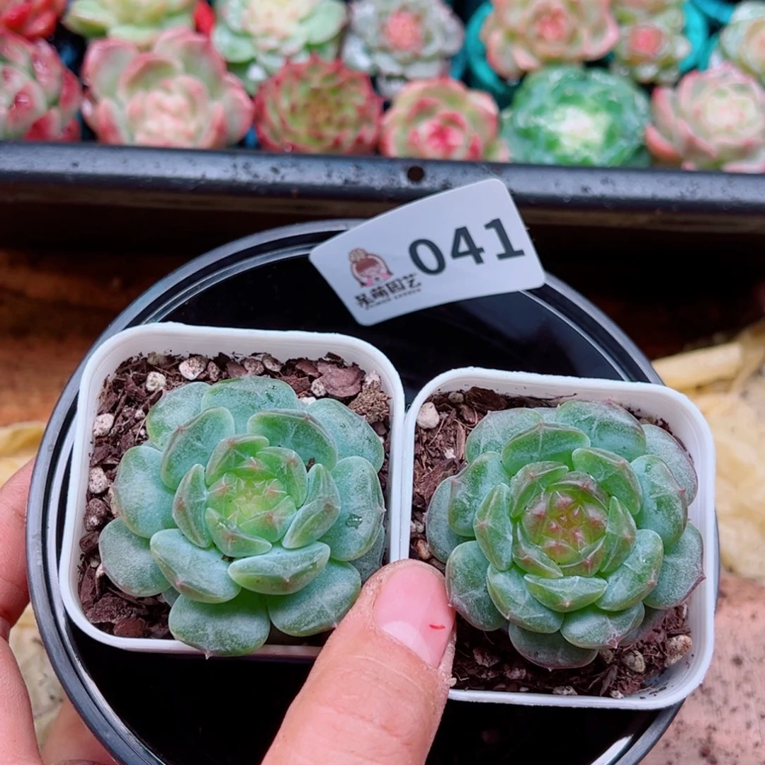 多肉植物多肉植物