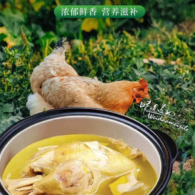 农家散养 老母鸡