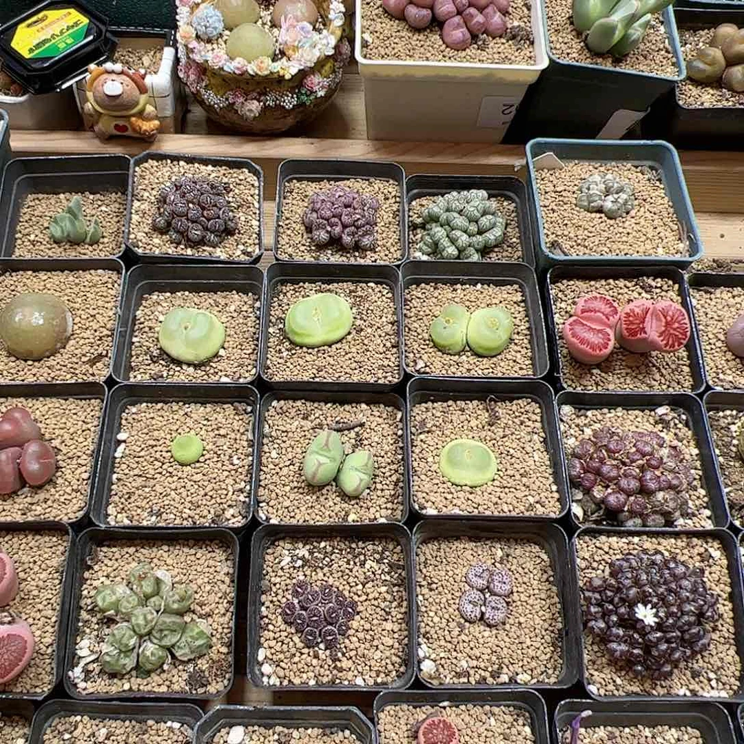 【闪购商品】*️***网友188元