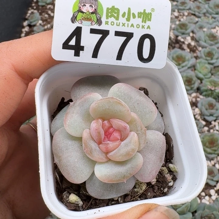 初****多肉植物多肉植物