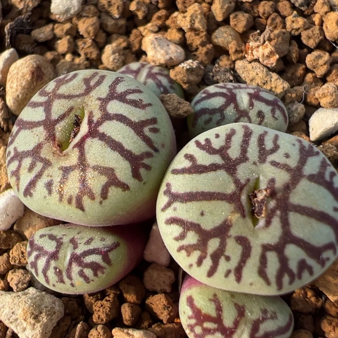 70多肉植物百科知识