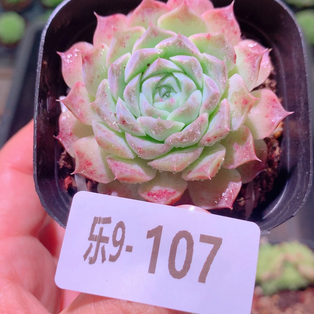 乐然9-107 海琳娜