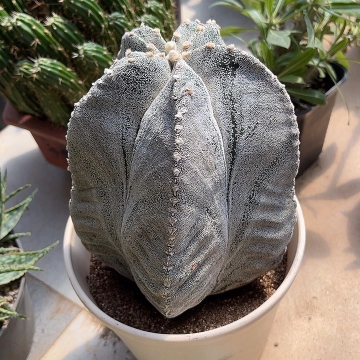 无花朵恩冢鸾凤玉一物一拍