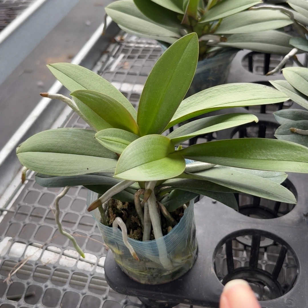 无花朵小叶巴掌叶1颗