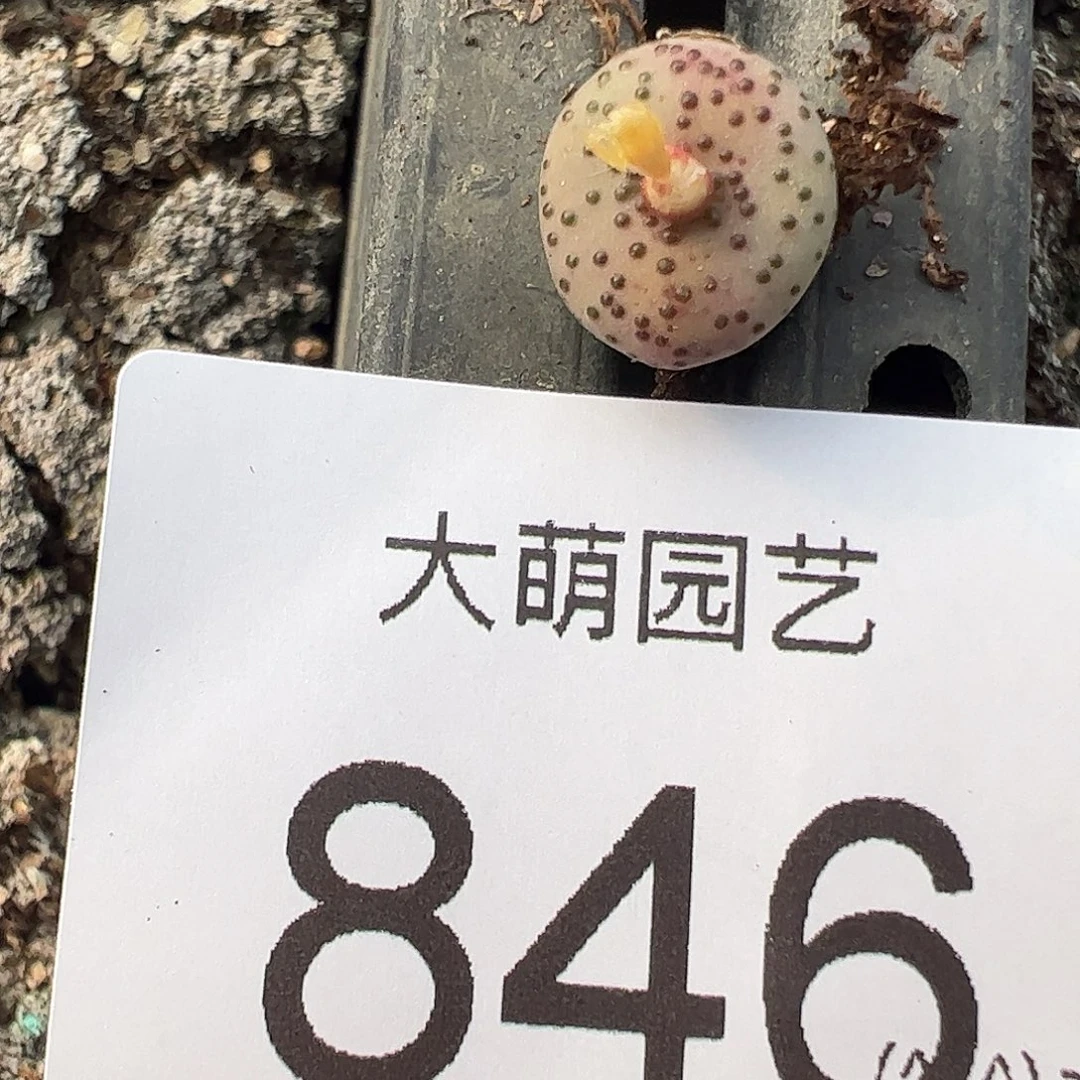 一物一拍优选匈牙利种源1452.64火龙果安贞846