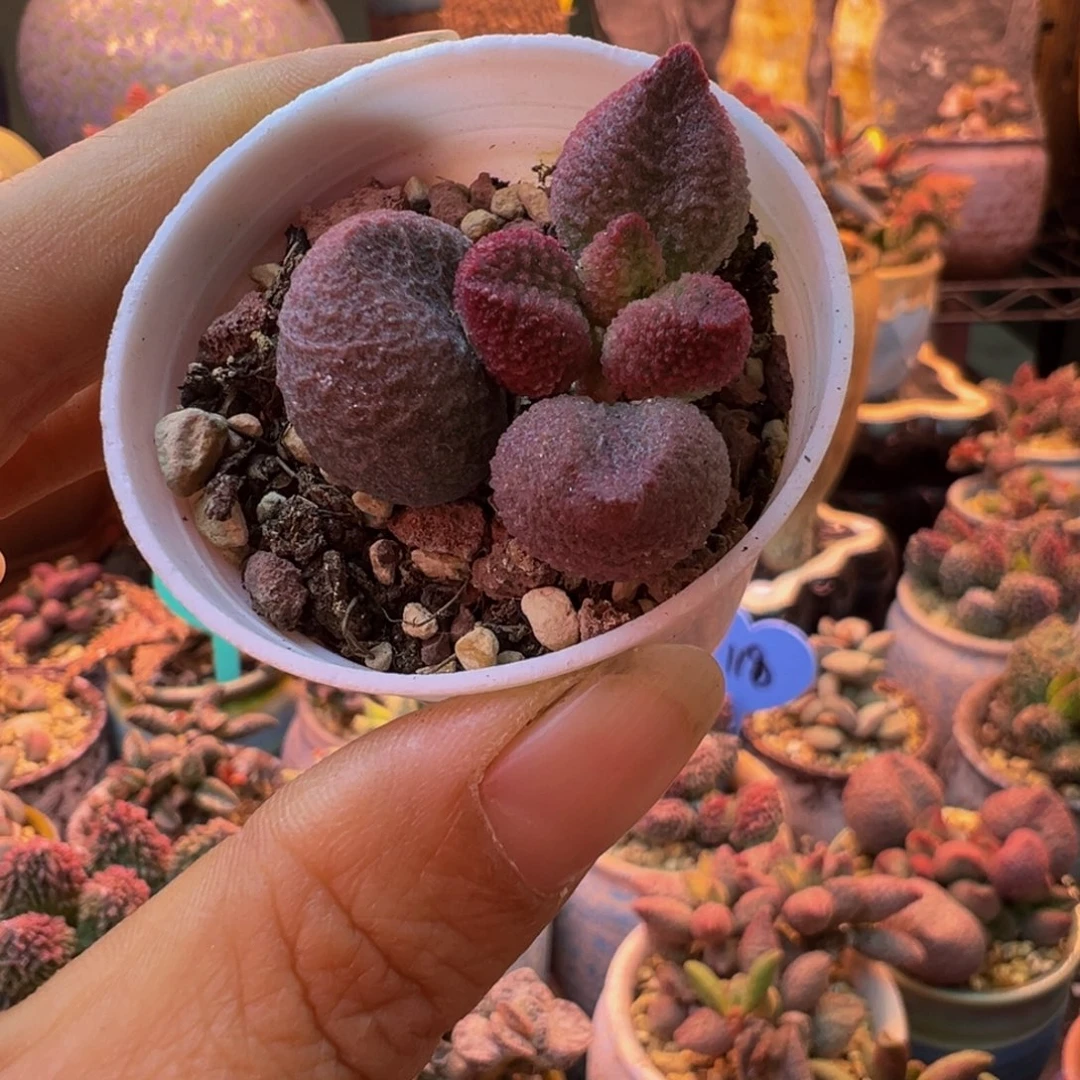 沉***默我们要的就是一颗