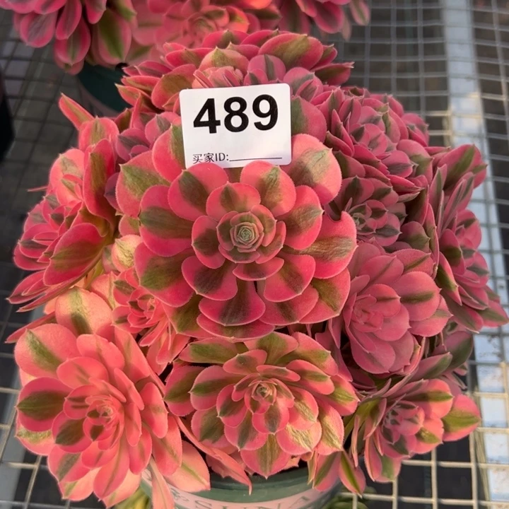 489女巫22厘米左右