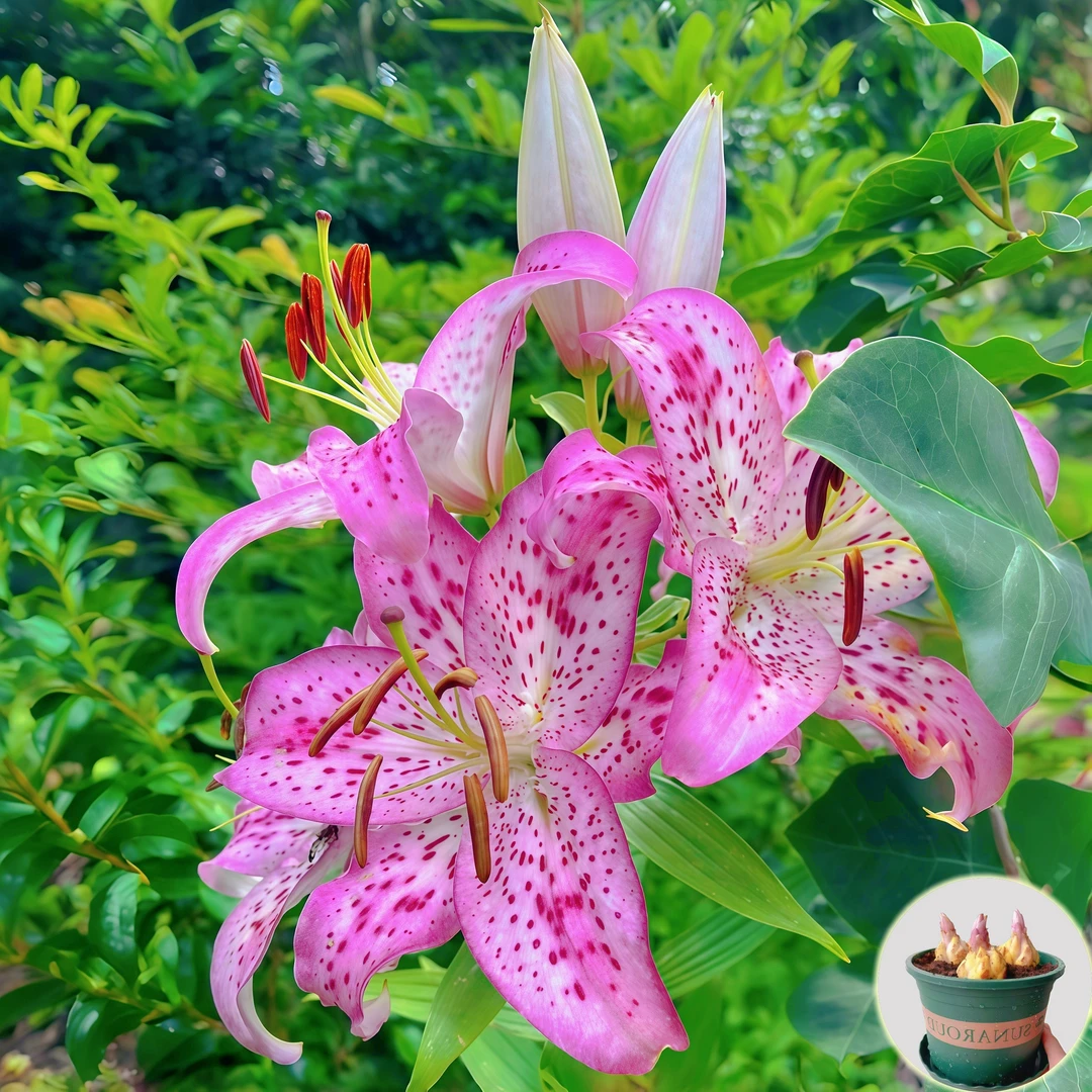 【樱花飞溅】进口香水百合花植物四季开花卉庭院室内外盆栽栽培种球