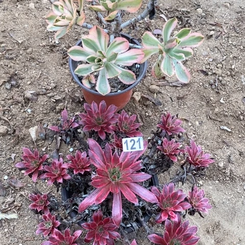 q***生121两颗法师多肉植物
