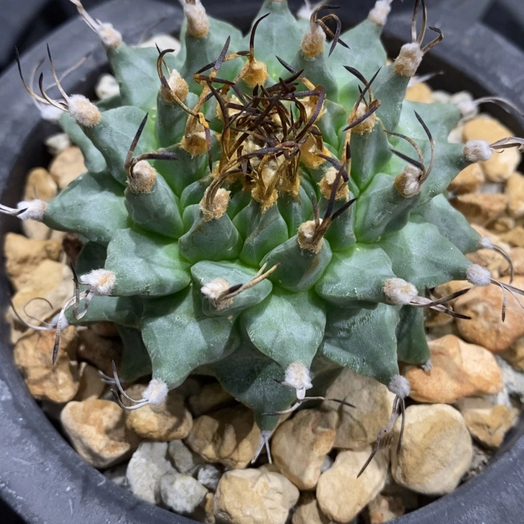 实生赤花娇丽7.2cm