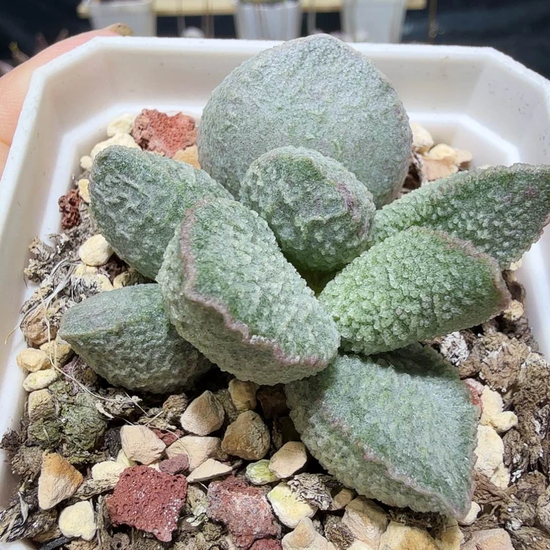 绿猪肝水泡多肉植物