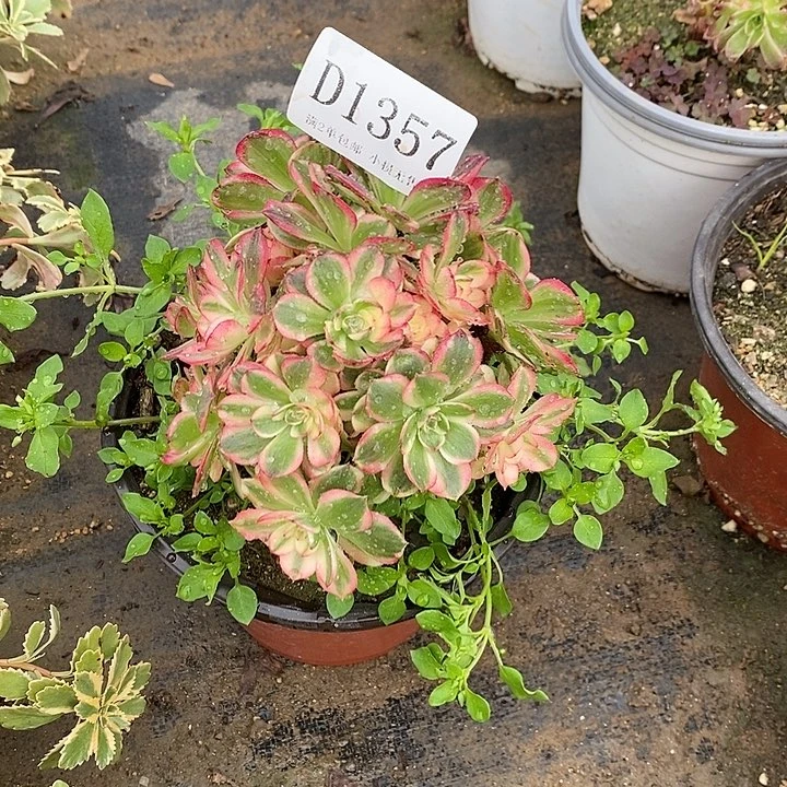 1357海神多肉母本无售后