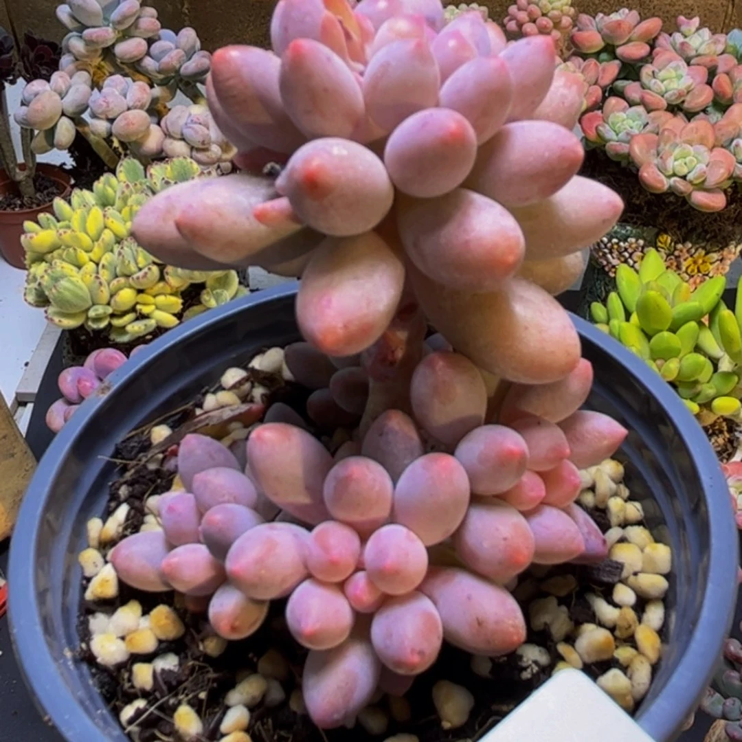 香水手指奶酪480/6cm