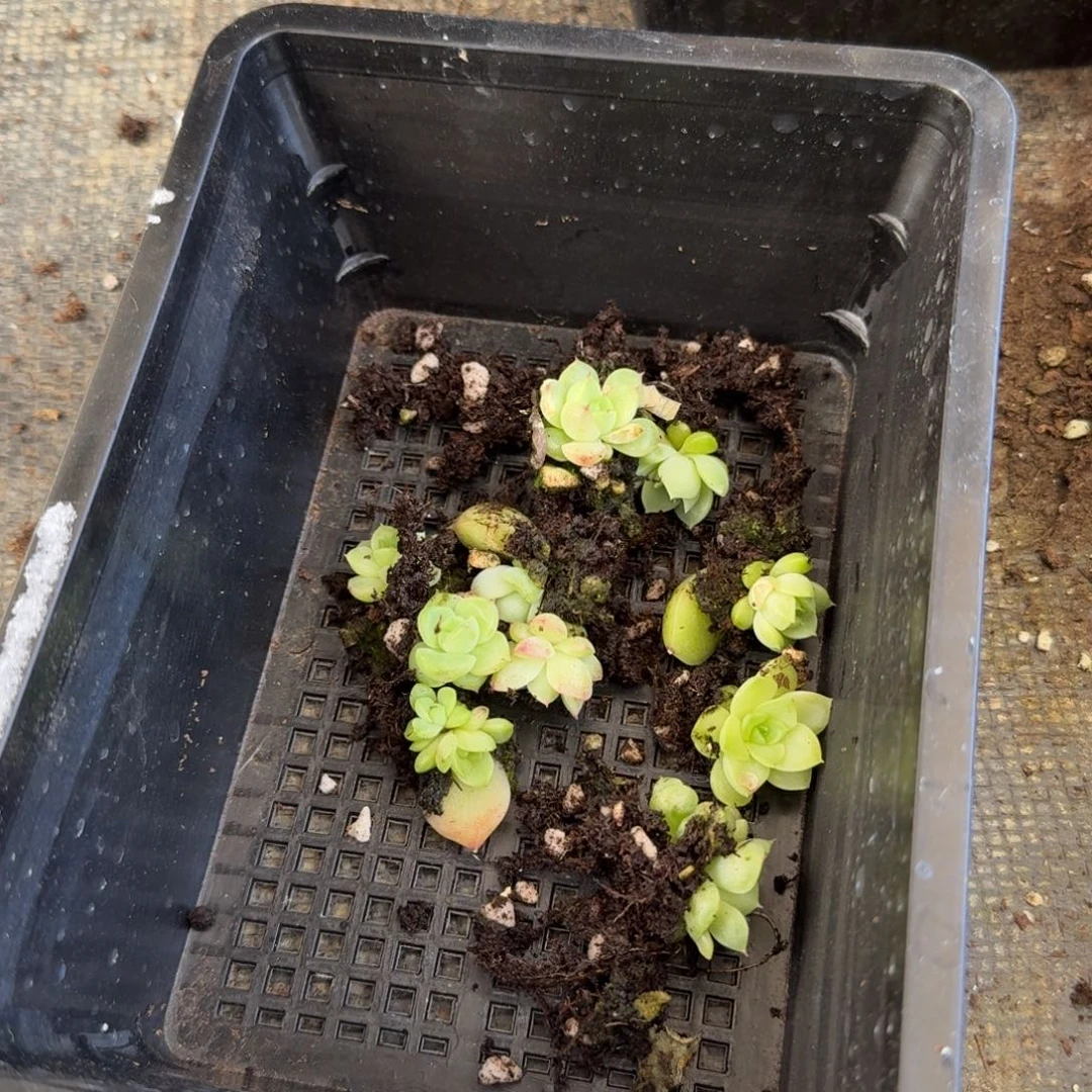 海王麦秆十棵量拍11-24