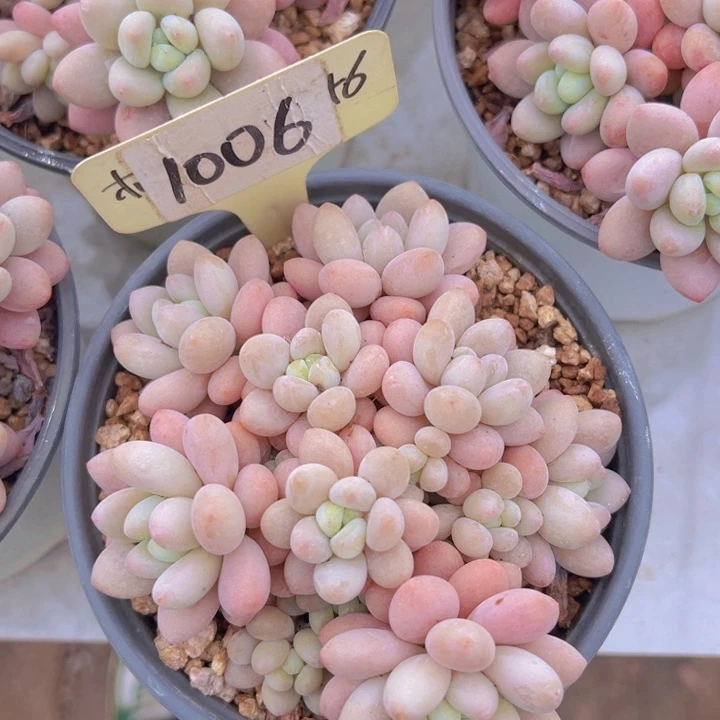 健健康康平平安安