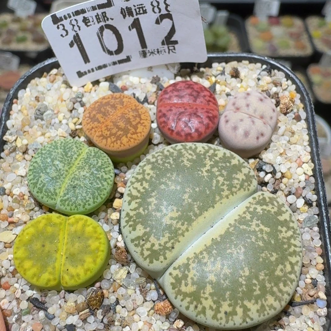 Ssss精品生石花1012
