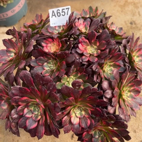 657烟花朵朵25厘米左右