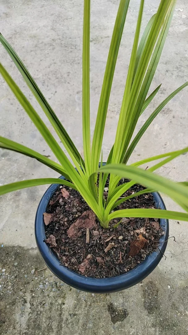 精品兰花花卉绿植绿兰