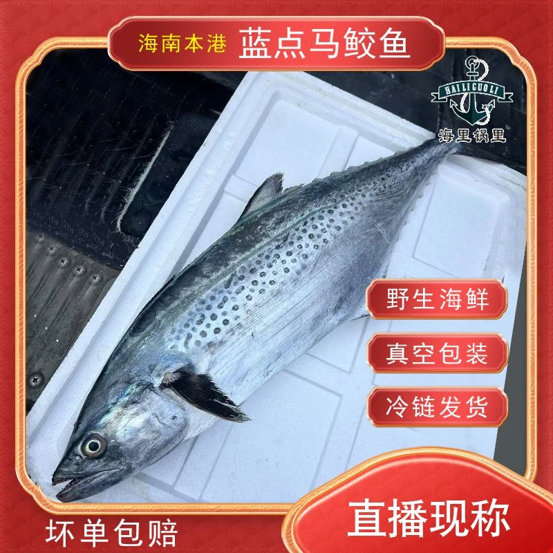 斤海南深海野生新鲜【蓝点马鲛鱼】多规格现秤1