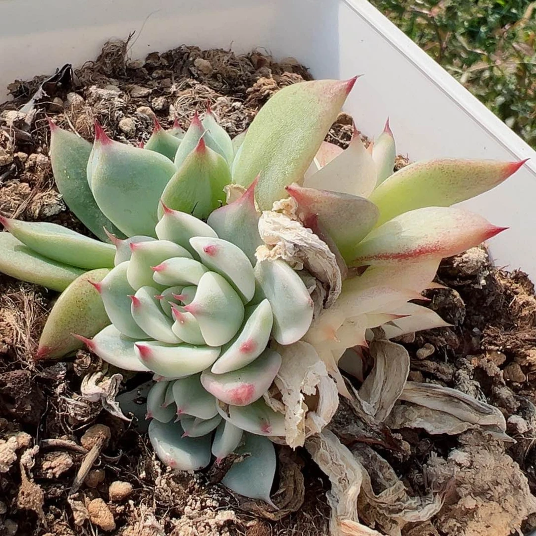 吉娃娃锦底座，带两覆轮锦头