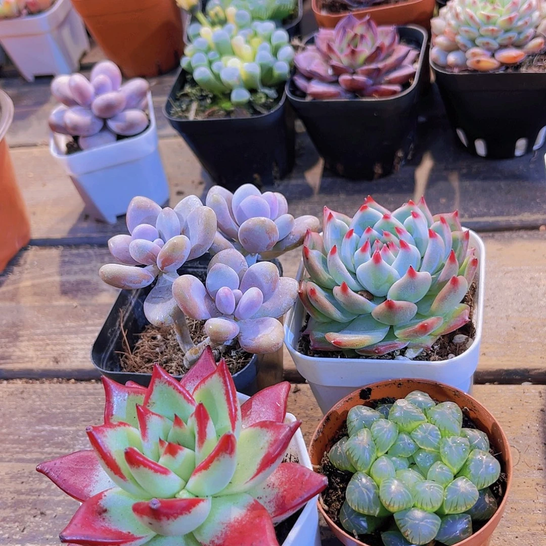 如图图4盆111111111111111