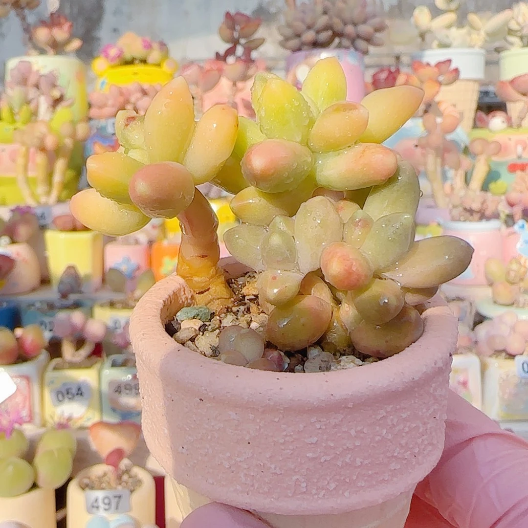 L 天空美人锦 盆口4cm