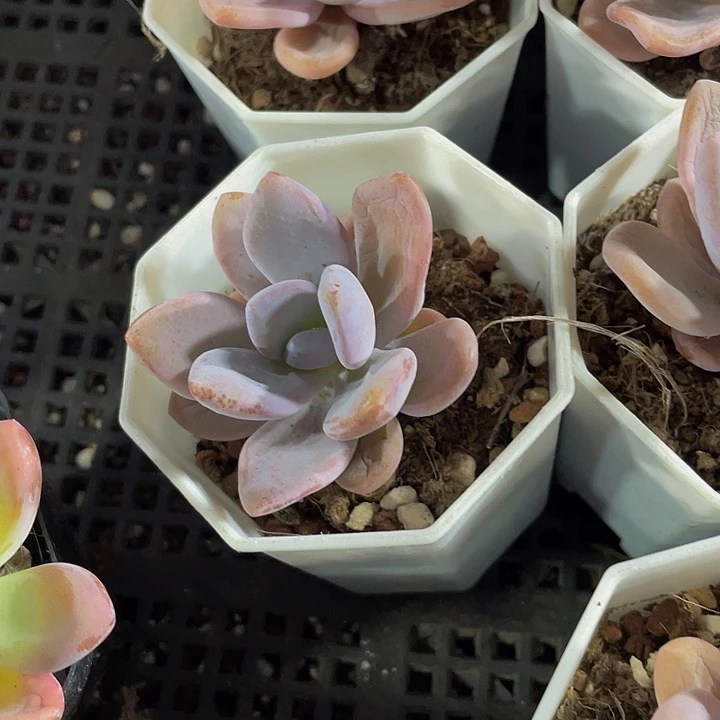 单头粉兔带盆土发