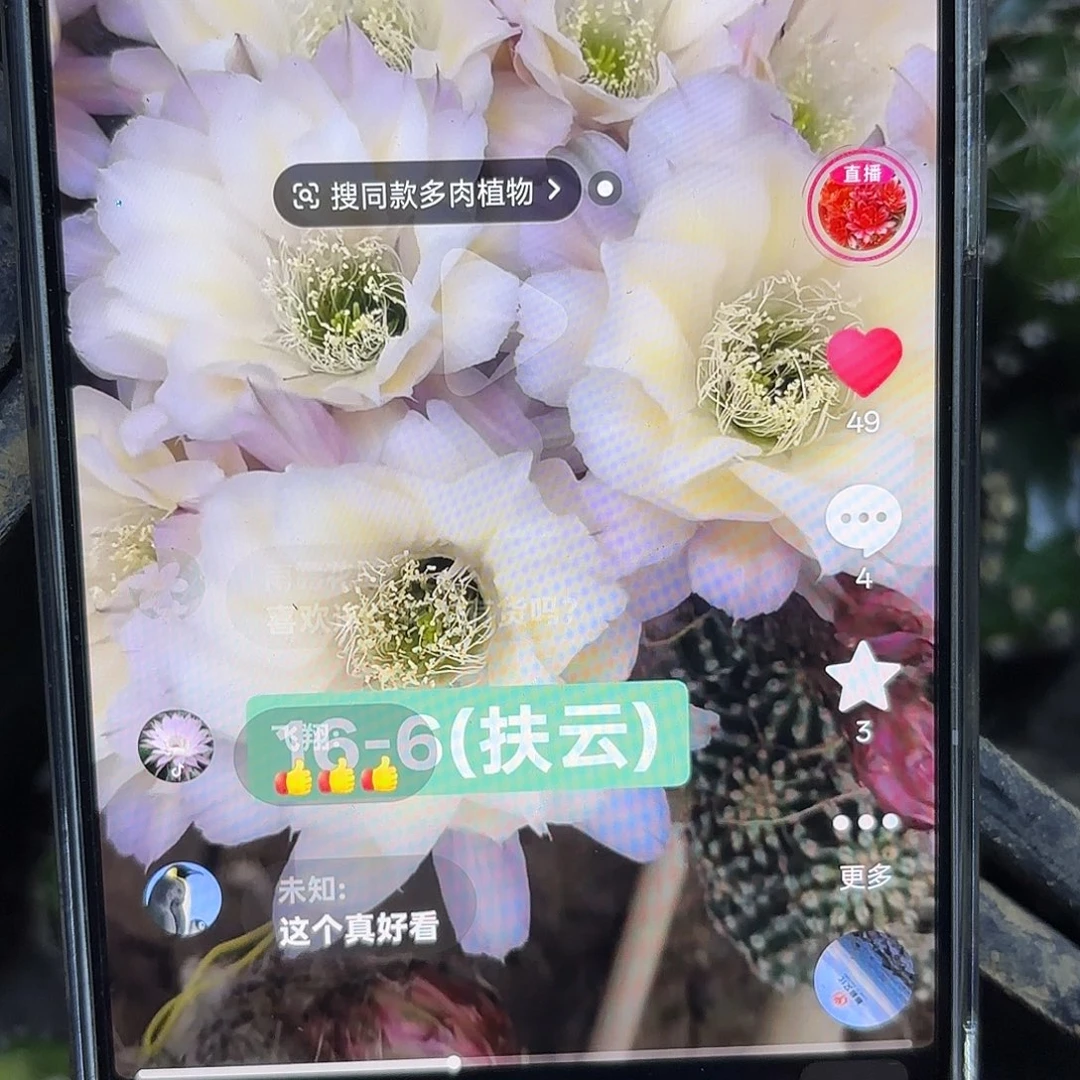 16-6彩侧牙20包邮16