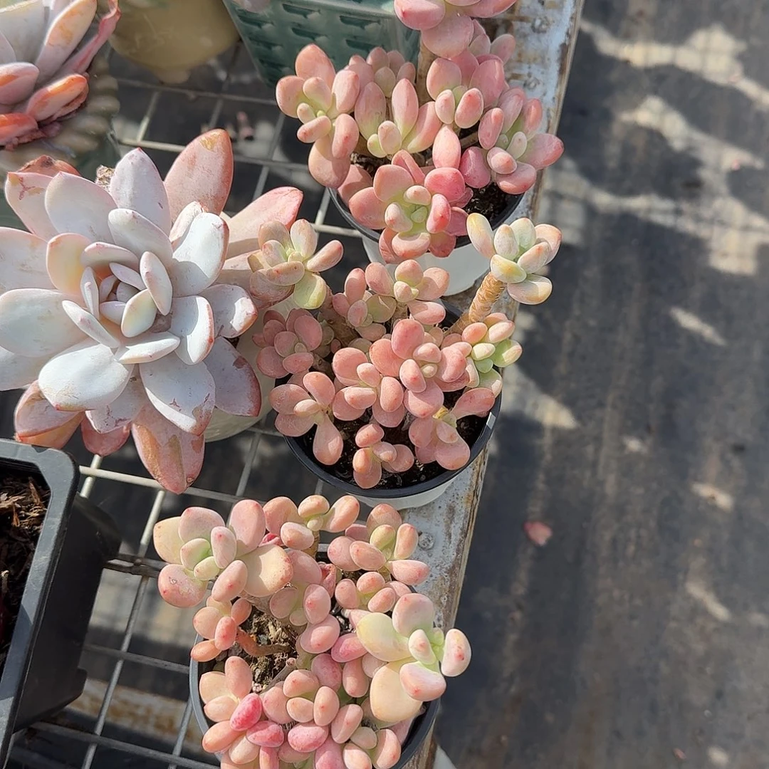 小****红洛神老庄多肉植物