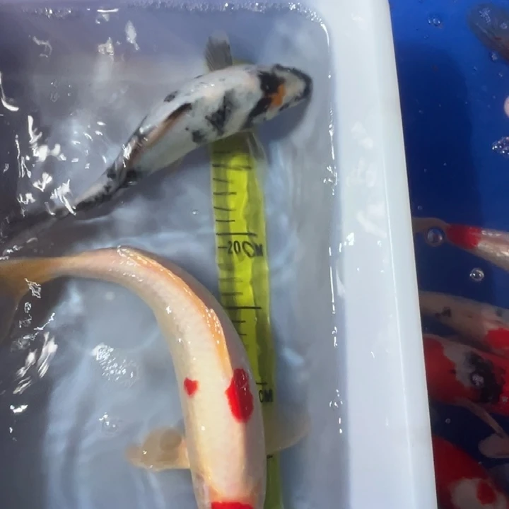 锦鲤锦鲤红白三色